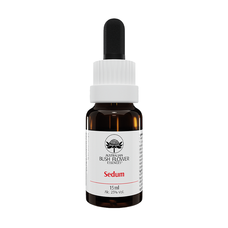 Sedum
