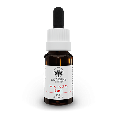 Wild Potato Bush