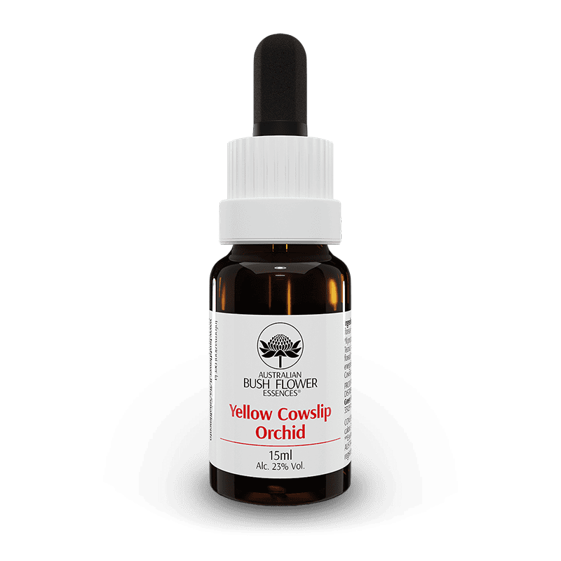 Yellow Cowslip Orchid