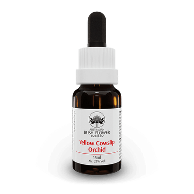 Yellow Cowslip Orchid